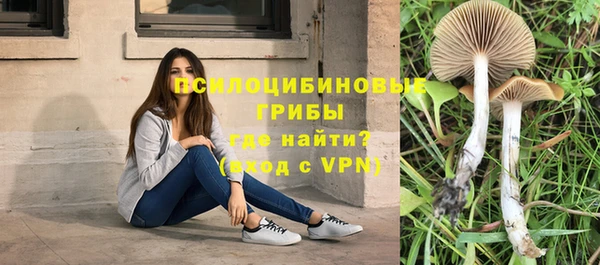 стаф Богданович